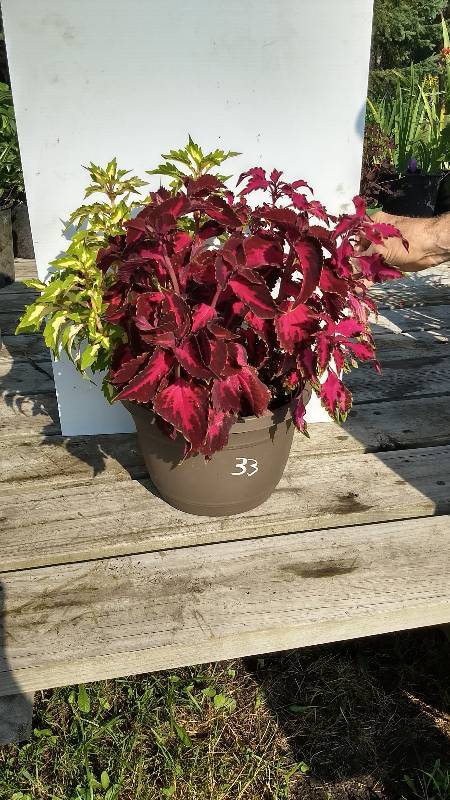 Coleus planter w 3 plants