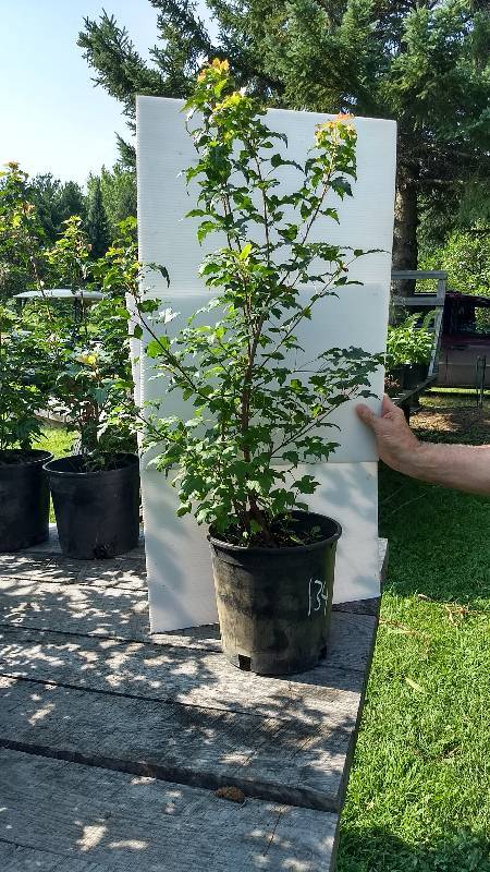 2 - 2.5 ft. Amur Maple