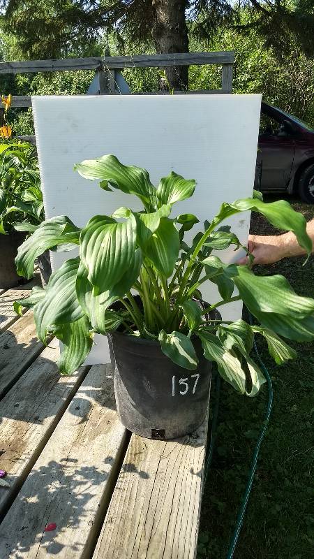 2 gallon Hosta Undulata
