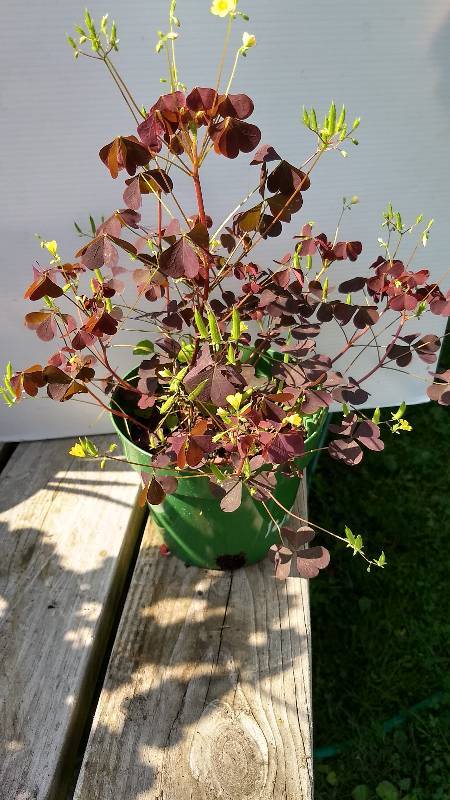 12 gallon Red Oxalis Groundcover