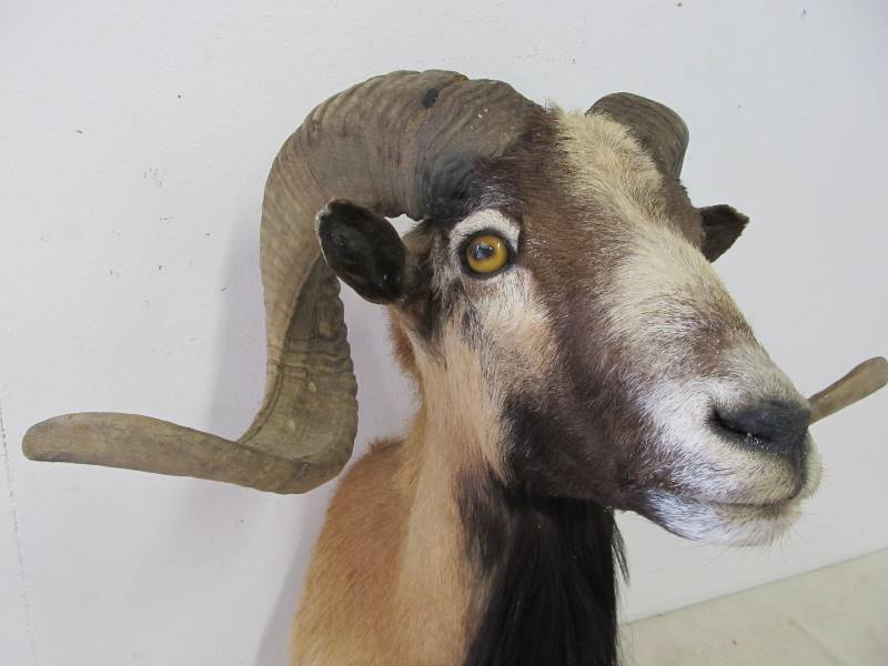 lot 5 image: Genuine Ram Taxidermy Mount