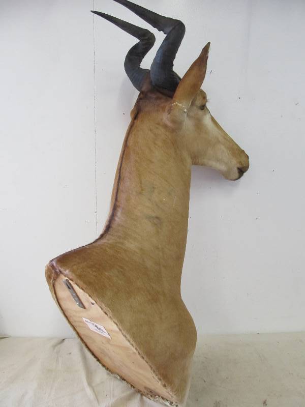 lot 6 image: LARGE Genuine ELAND or KUDU Taxidermy Shoulder Mount