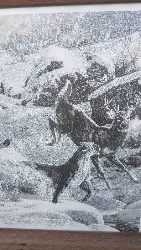 lot 59 image: Wildlife Print (In Pencil)  Awesome