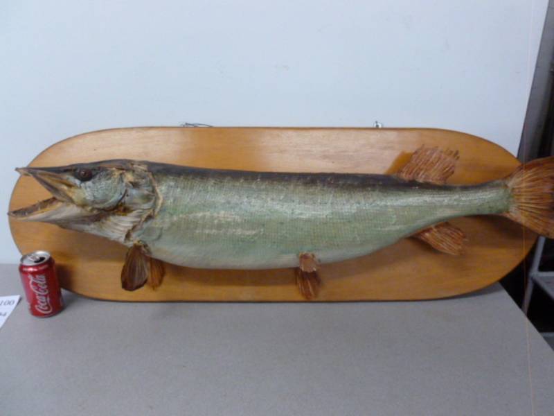 lot 2 image: Fish Mount