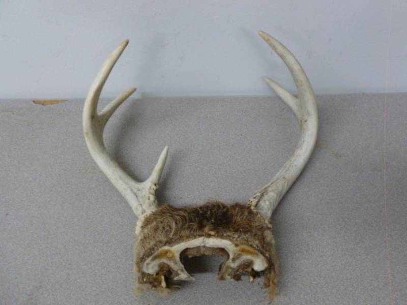 lot 69 image: Deer Antler Rack