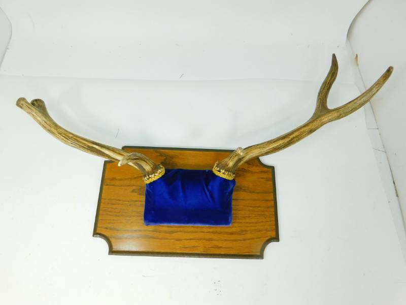 lot 118 image: Mounted Unknown Antlers  (Possibly Elk)