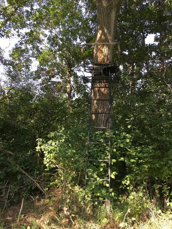 lot 393 image: Tree Stand