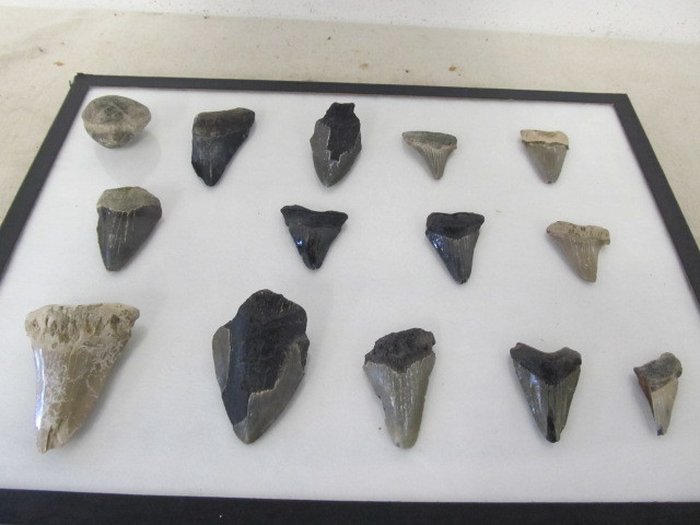 lot 152 image: Shark Tooth Collection