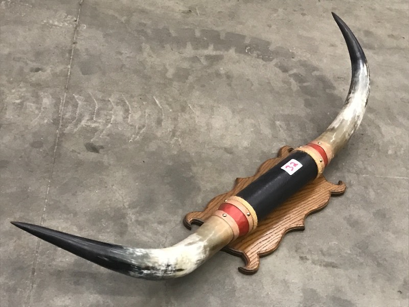 lot 32 image: 56 Bull Horn Mount ...