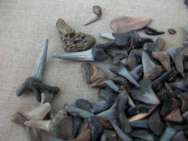 Shark Teeth