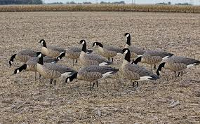 lot 149 image: Sportsman 187