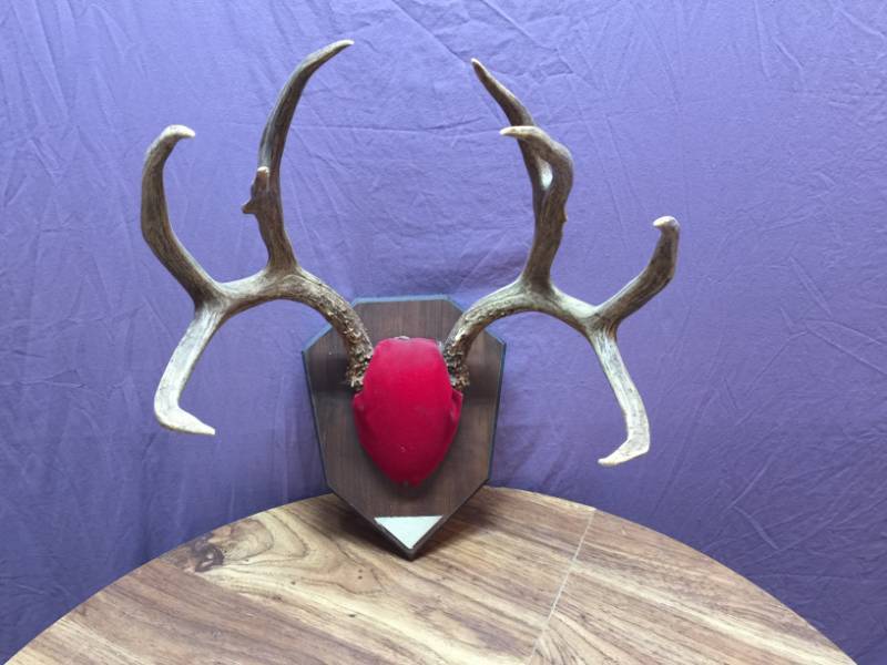 lot 66 image: Antlers