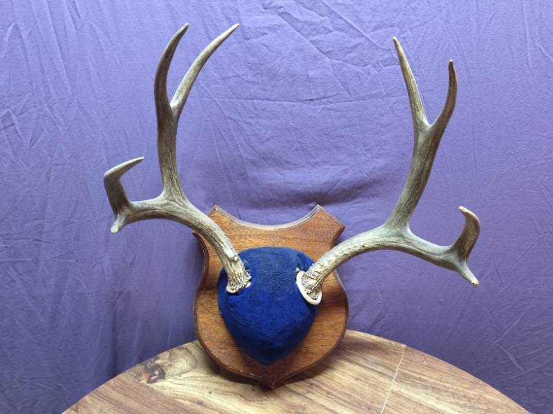 lot 67 image: Antlers