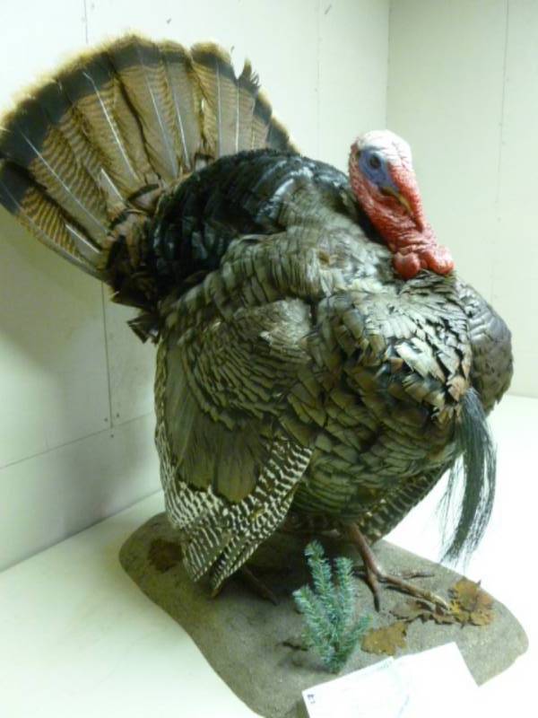 lot 1 image: Wild Turkey Mount