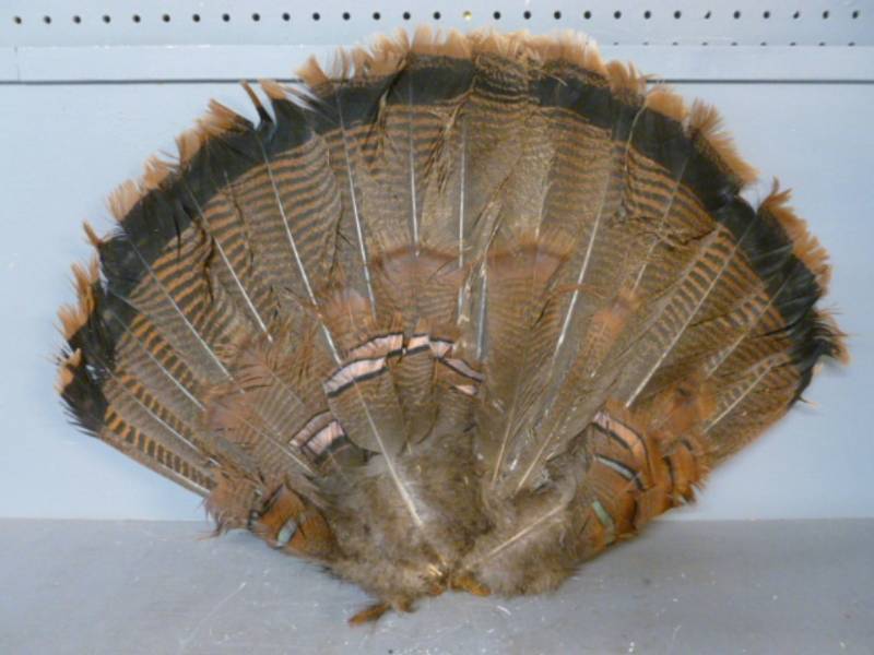 lot 129 image: Large Turkey Fan