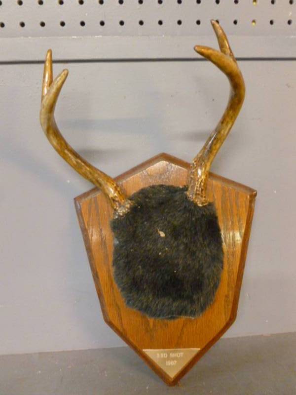 lot 134 image: Deer Antler