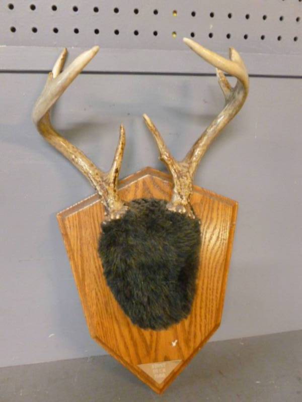 lot 135 image: Deer Antler