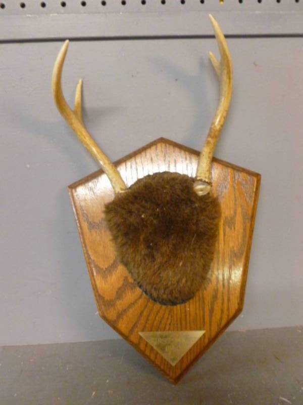 lot 136 image: Deer Antler