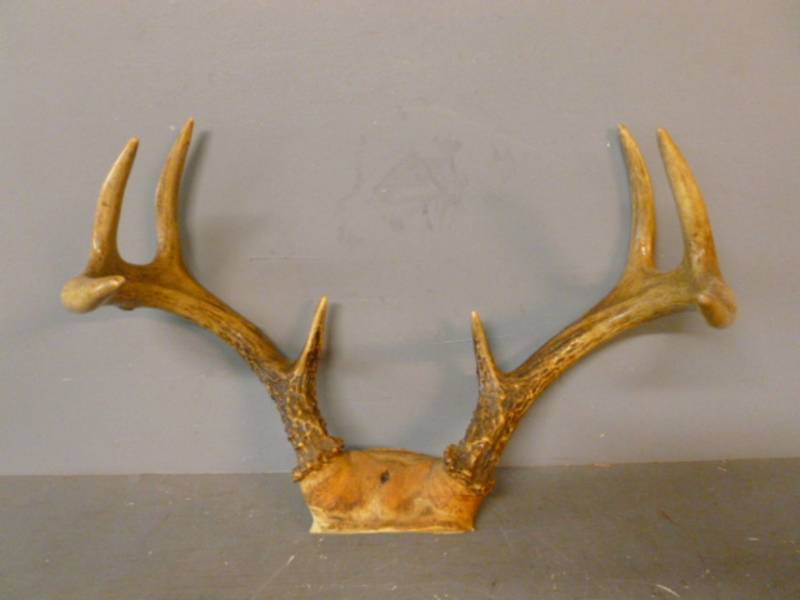 lot 137 image: Deer Antler