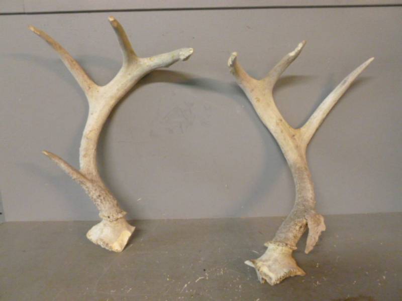 lot 138 image: Antler Sheds