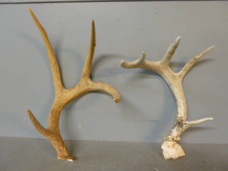 lot 140 image: Antler Sheds