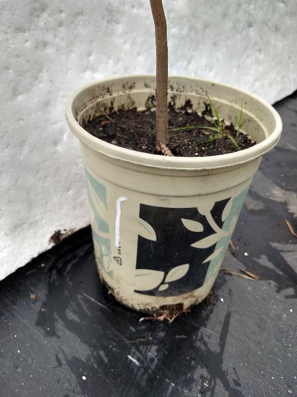 lot 1 image: 2 - 3 ft. Autumn Blaze Maple