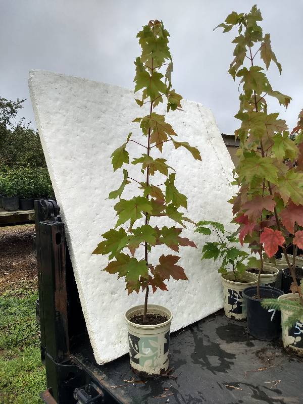 lot 6 image: 2 - 3 ft. Autumn Blaze Maple