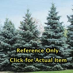 lot 25 image: 1.5 ft. Colorado Blue Spruce