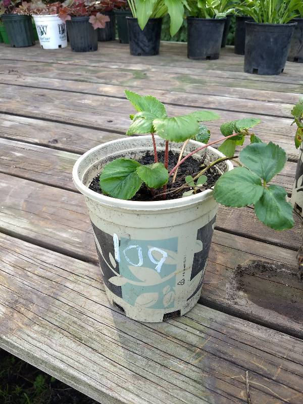 lot 109 image: 1 gallon Strawberry