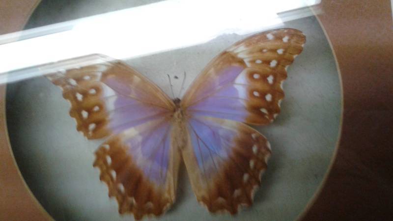 lot 64 image: Large Purple And Brown Butterfly In A Framed Shadow Box