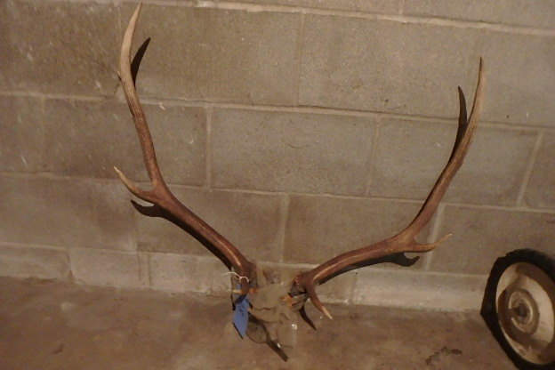 lot 28 image: Elk Rack