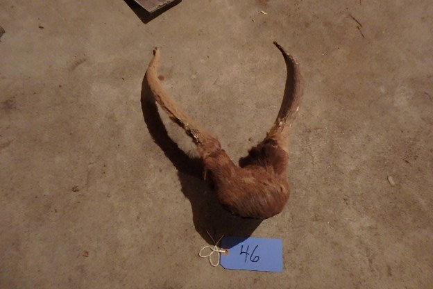 lot 46 image: Small Elk Rack