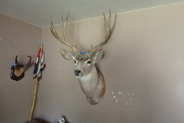 lot 103 image: White Tail Mount