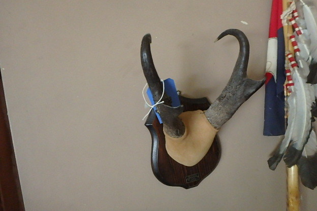 lot 104 image: Prong Horns