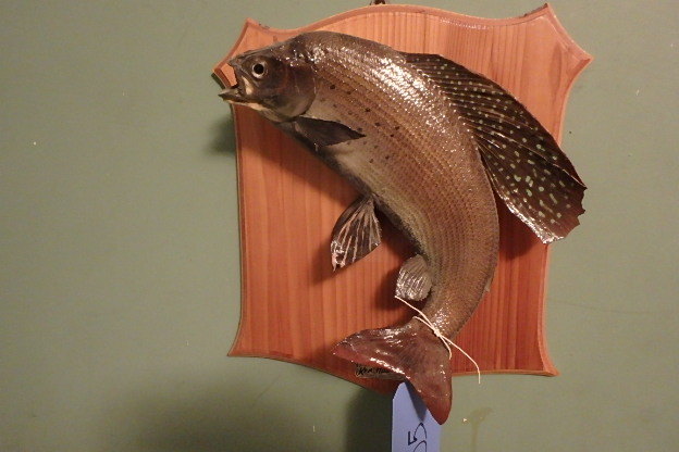 lot 105 image: Grayling Mount