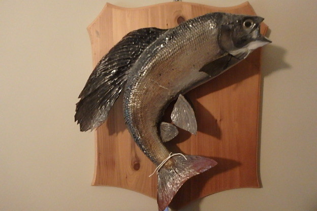 lot 107 image: Grayling Mount