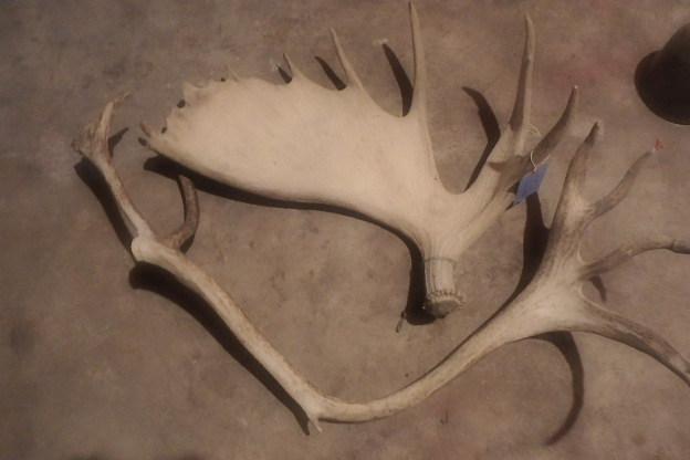 lot 226 image: Moose Paddle, Caribou Horn