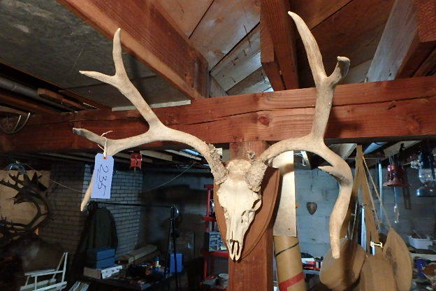 lot 235 image: Huge European Mount Deer