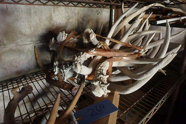 lot 264 image: Huge Lot of Antlers