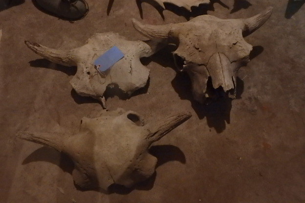 lot 225 image: Buffalo Skulls