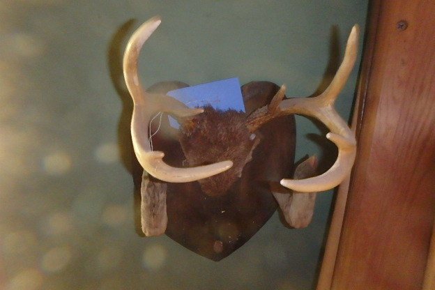 lot 304 image: Antlers, Hooves