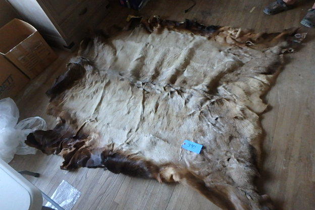 lot 390 image: Huge Hair On Elk Hide