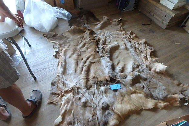 lot 391 image: Huge Hair On Elk Hide