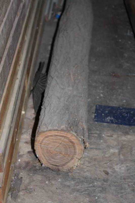 lot 864 image: Tree Trunk w Bark