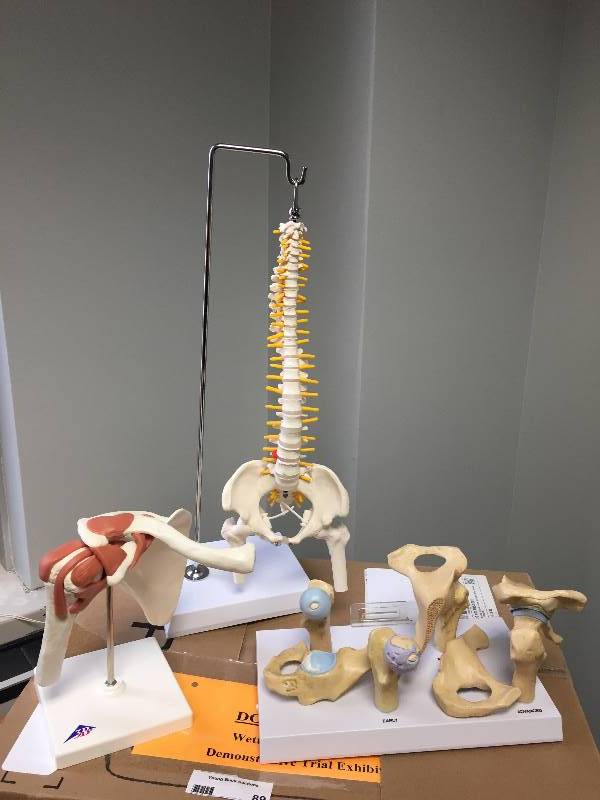 lot 89 image: Models of Spine, Hip, More