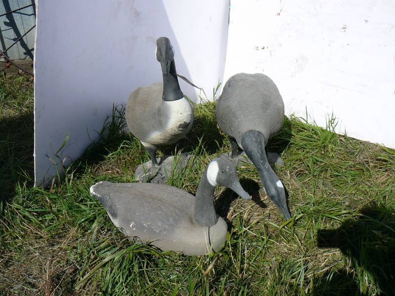 lot 558 image: Goose Decoys