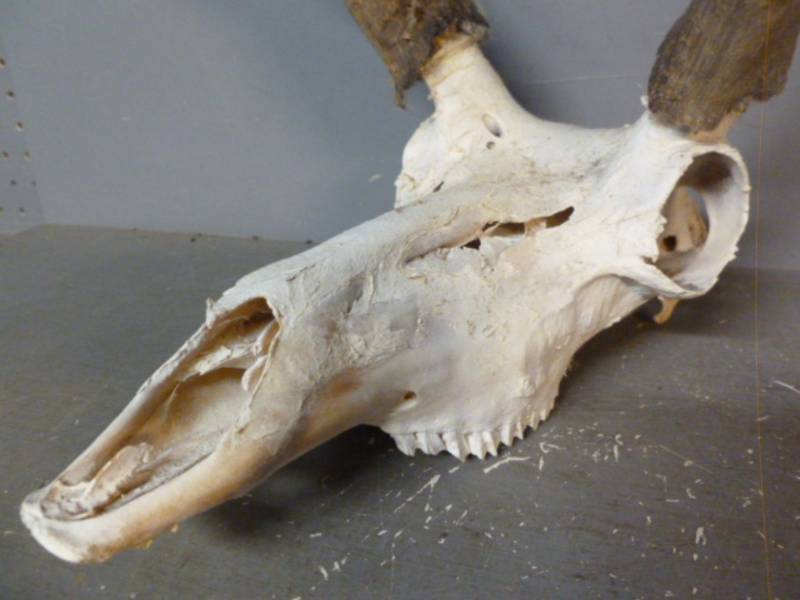 Antelope Skull