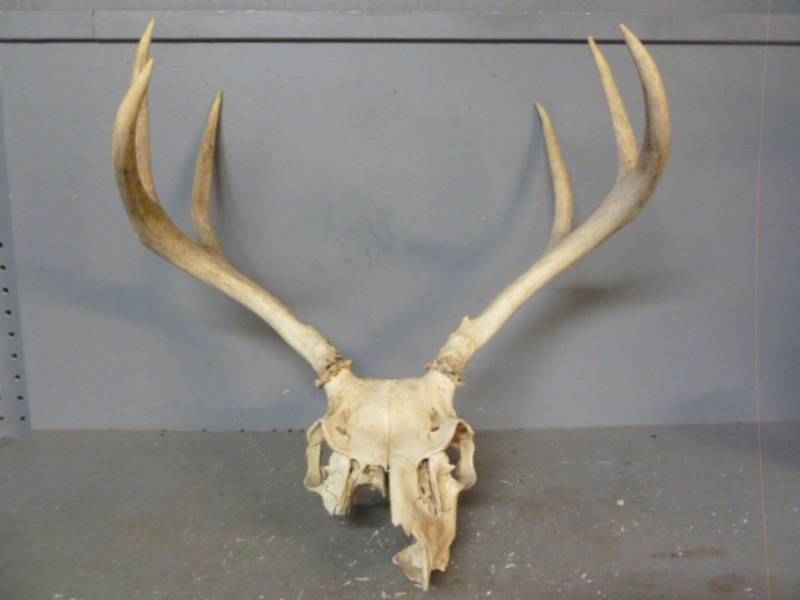 Deer Skull
