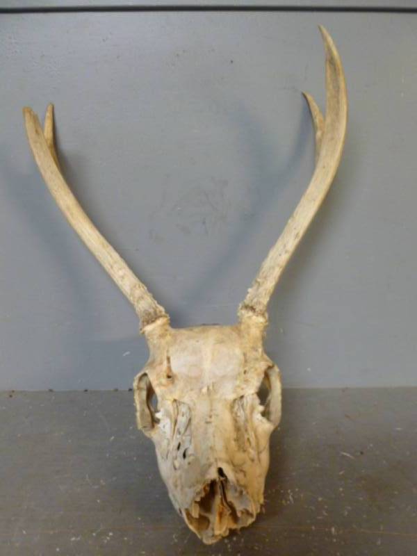 Deer Skull
