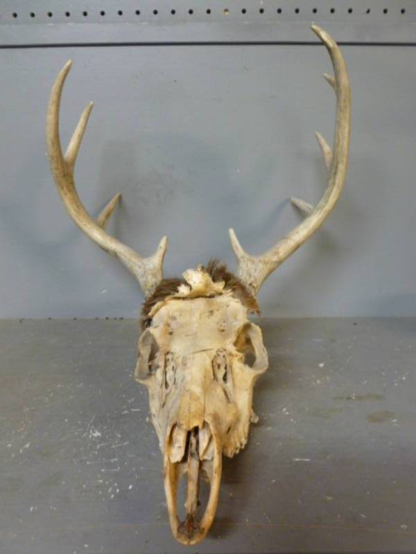 Deer Skull